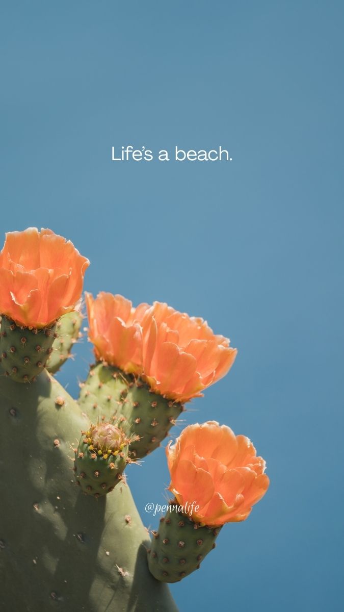 Summer Vibes Quotes for Instagram